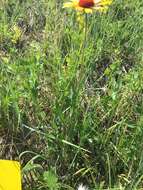 Image of Common perennial gaillardia