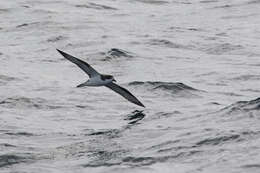 Image of Hawaiian Petrel