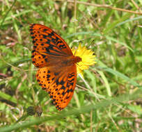 Image of <i>Speyeria cybele pugetensis</i>