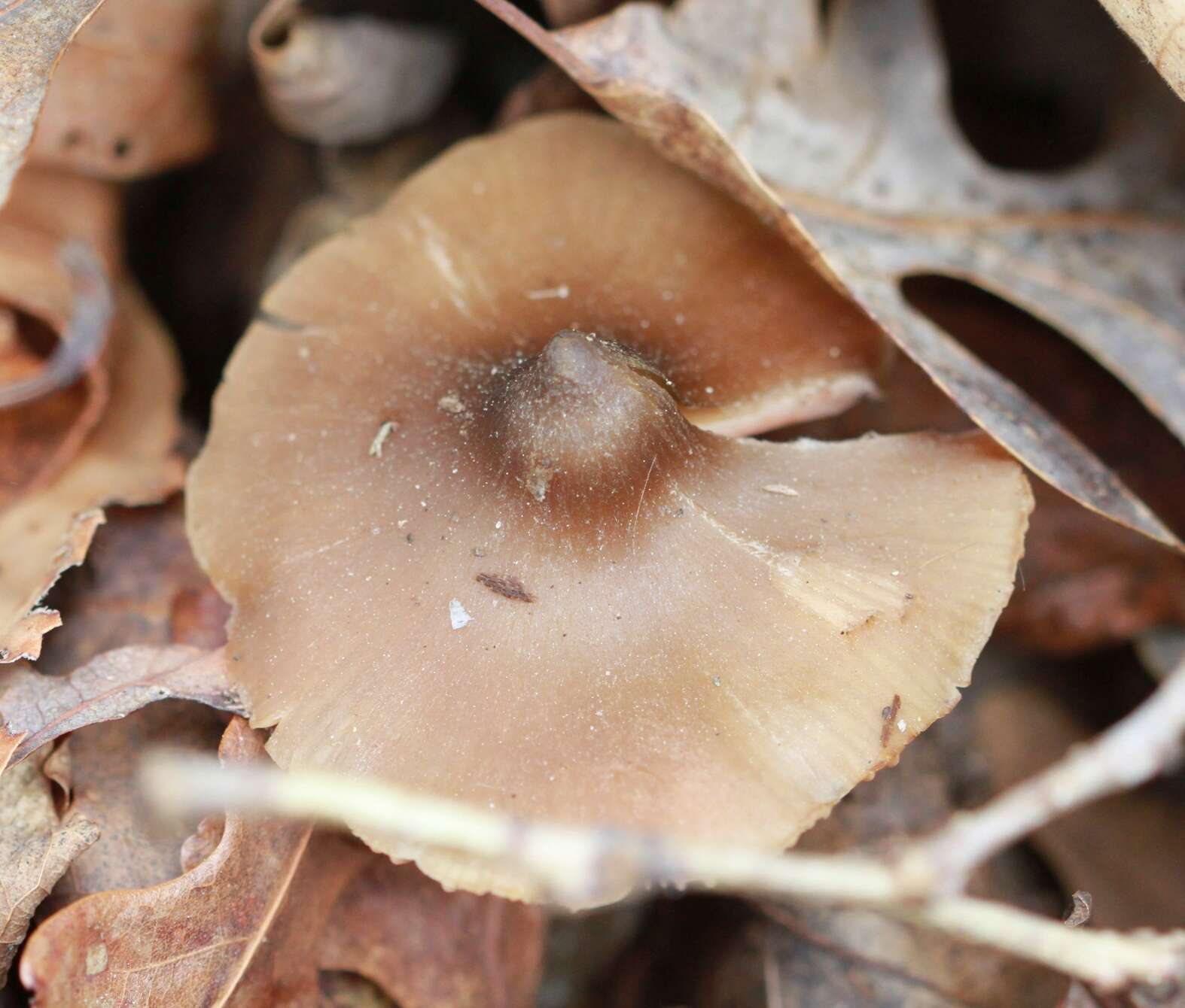 Image of Entoloma vernum S. Lundell 1937