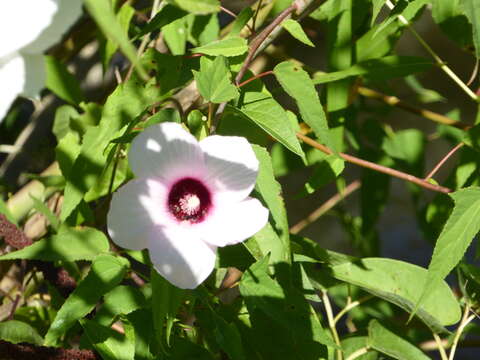 Image of halberdleaf rosemallow