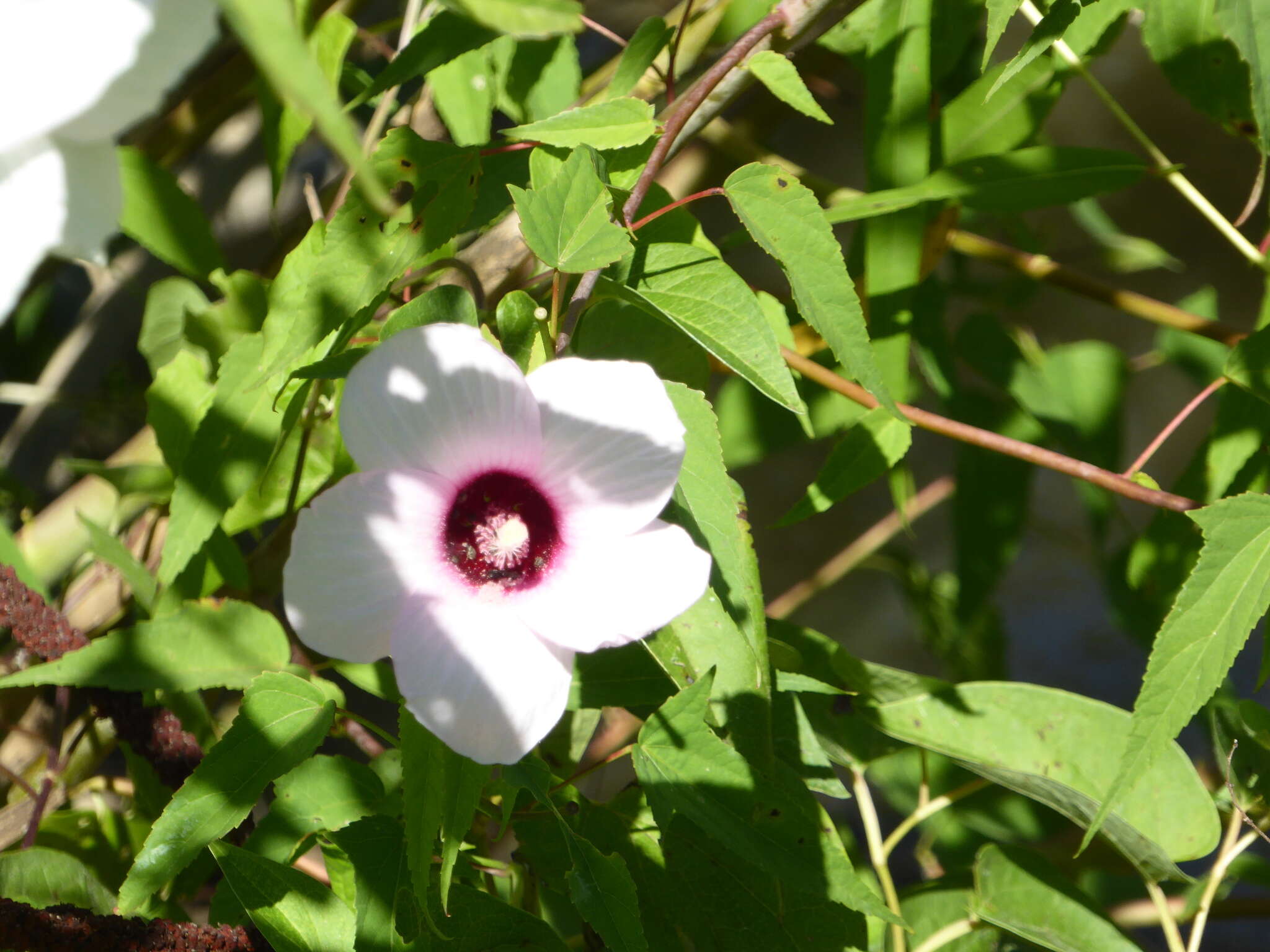 Слика од Hibiscus laevis All.