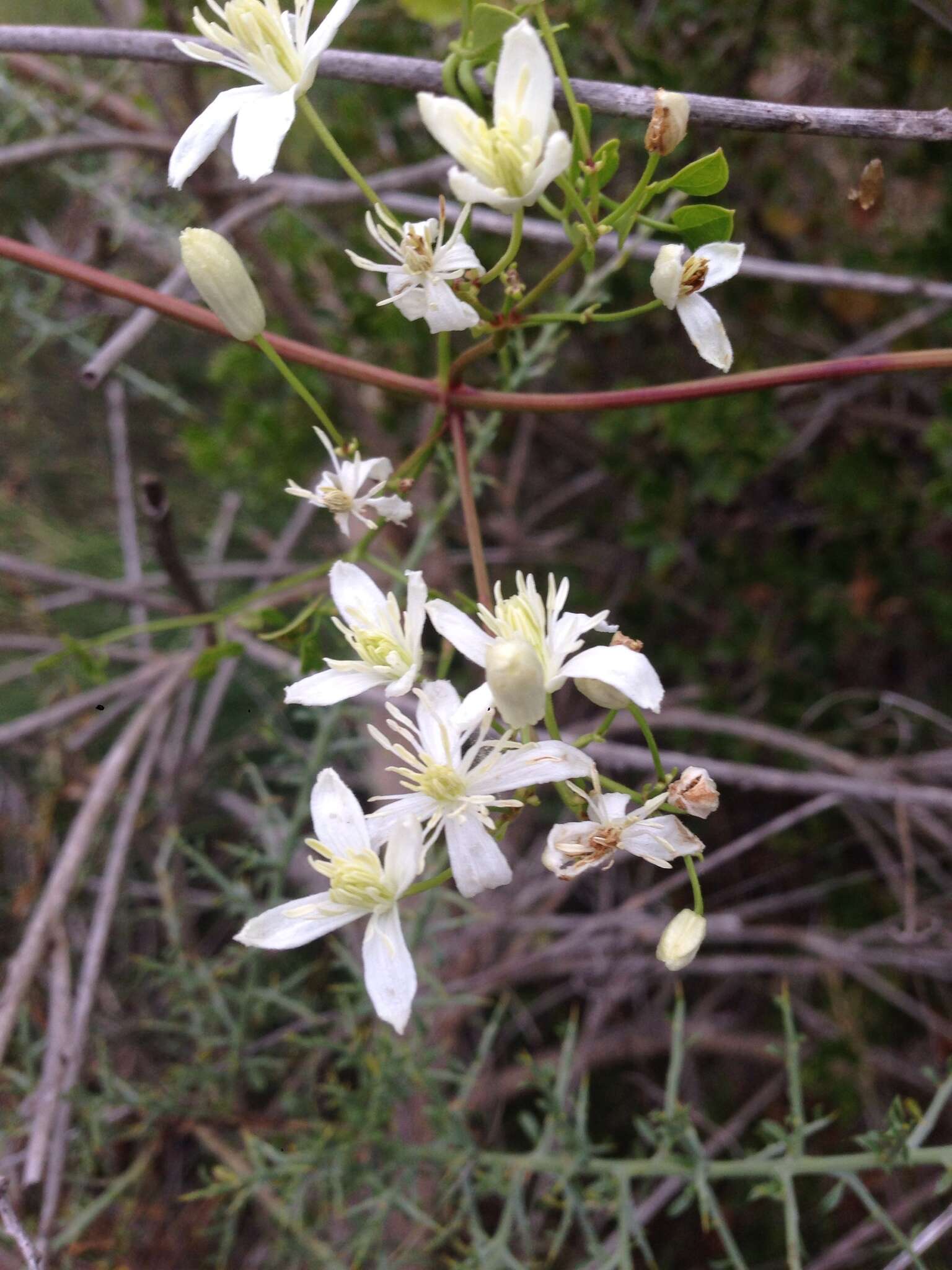 Image of fragrant clematis