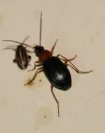 Image of Agonum (Olisares) decorum (Say 1823)