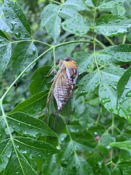 Imagem de <i>Megatibicen pronotalis walkeri</i>