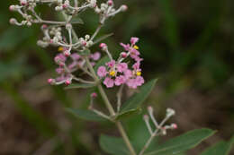 Image of Banisteriopsis campestris (A. Juss.) Little