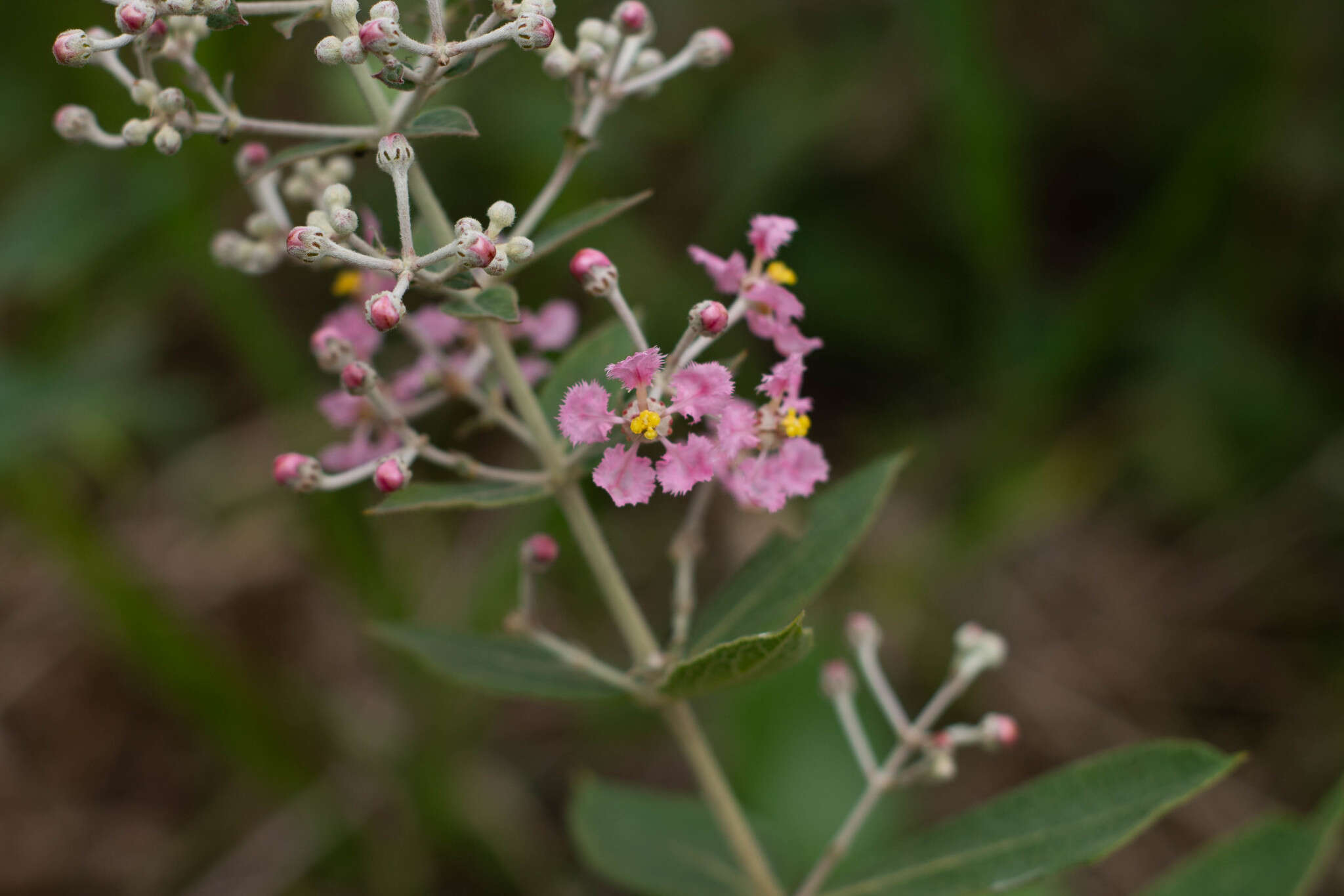 Banisteriopsis campestris (A. Juss.) Little resmi