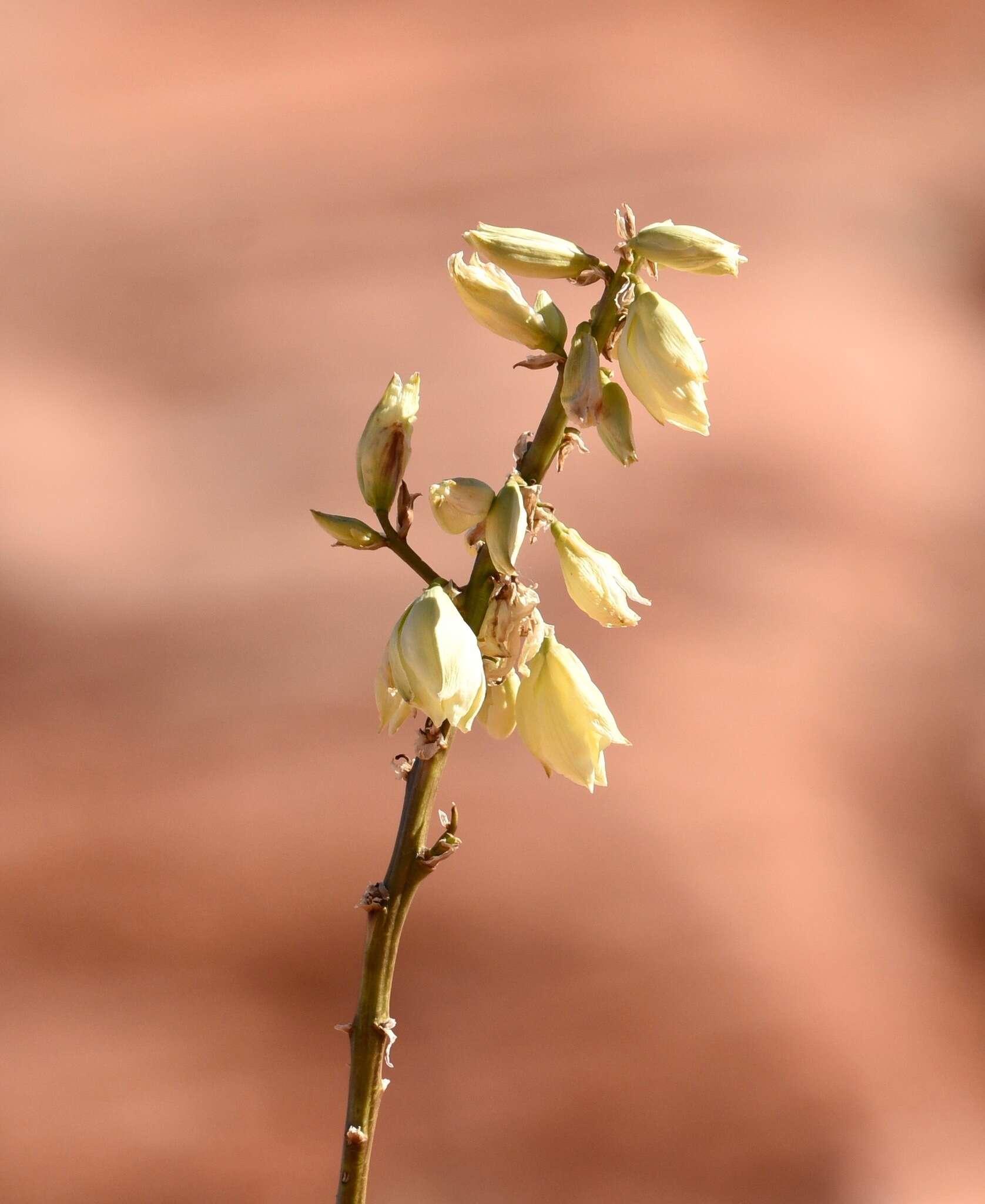 Image of Yucca utahensis McKelvey