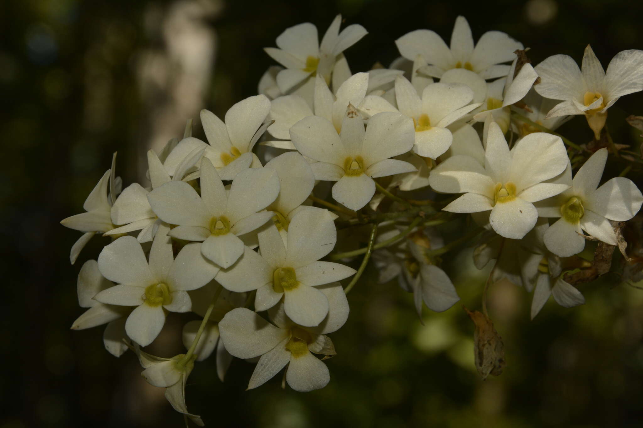 Слика од Dendrobium ovatum (L.) Kraenzl.