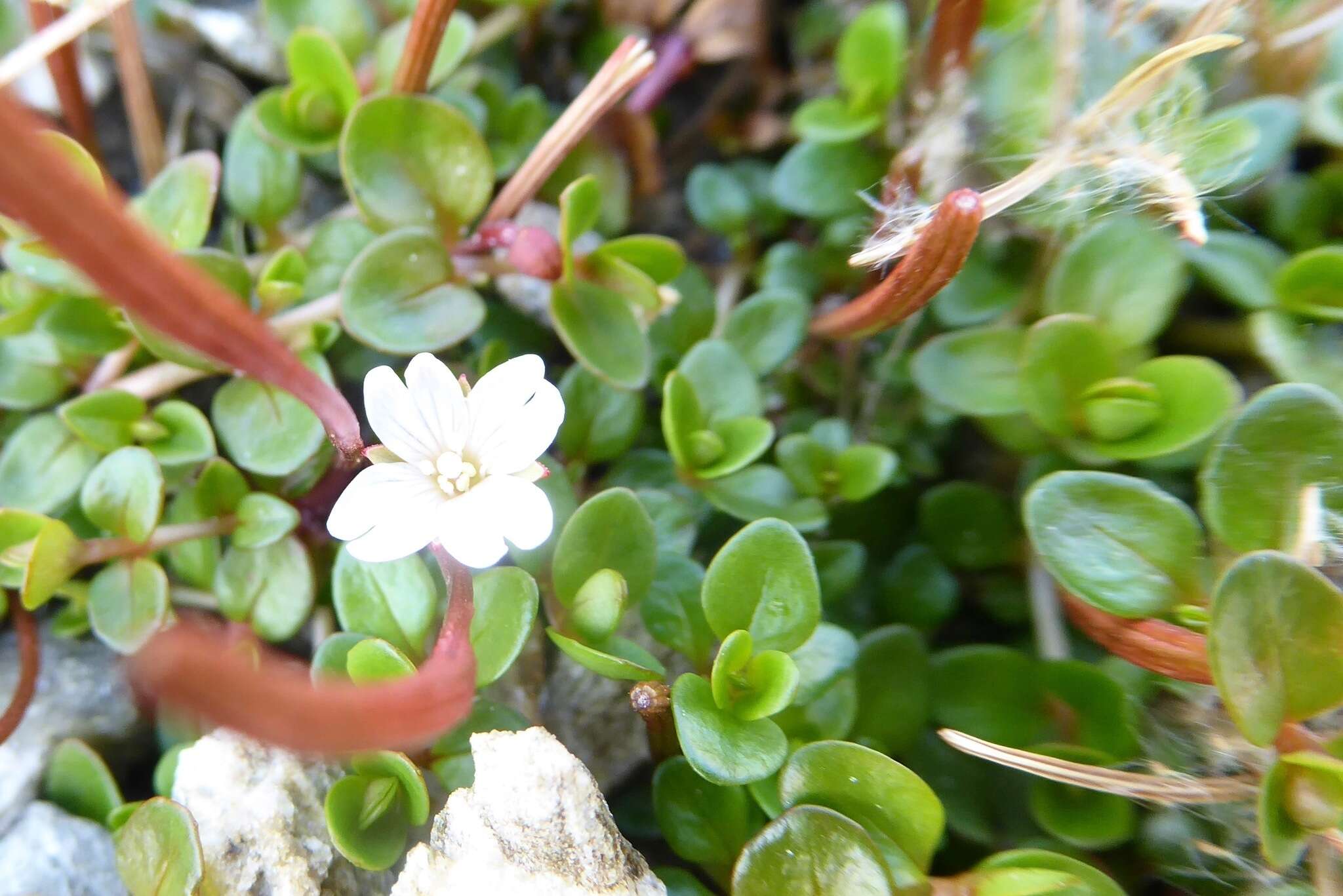 Image of Epilobium brunnescens (Cockayne) Raven & Engelhorn