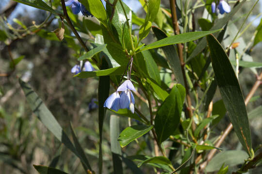 Imagem de Billardiera heterophylla (Lindl.) L. W. Cayzer & Crisp