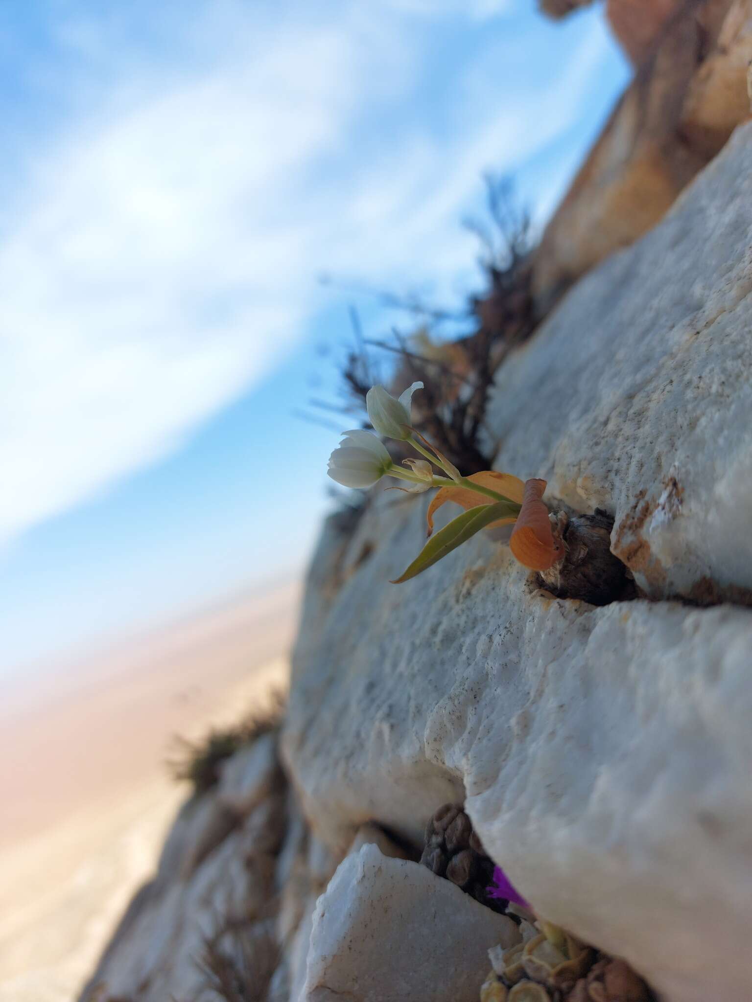 Image of Ornithogalum richtersveldensis