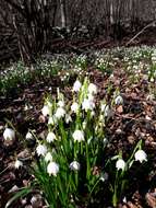 Image of Spring Snowflake