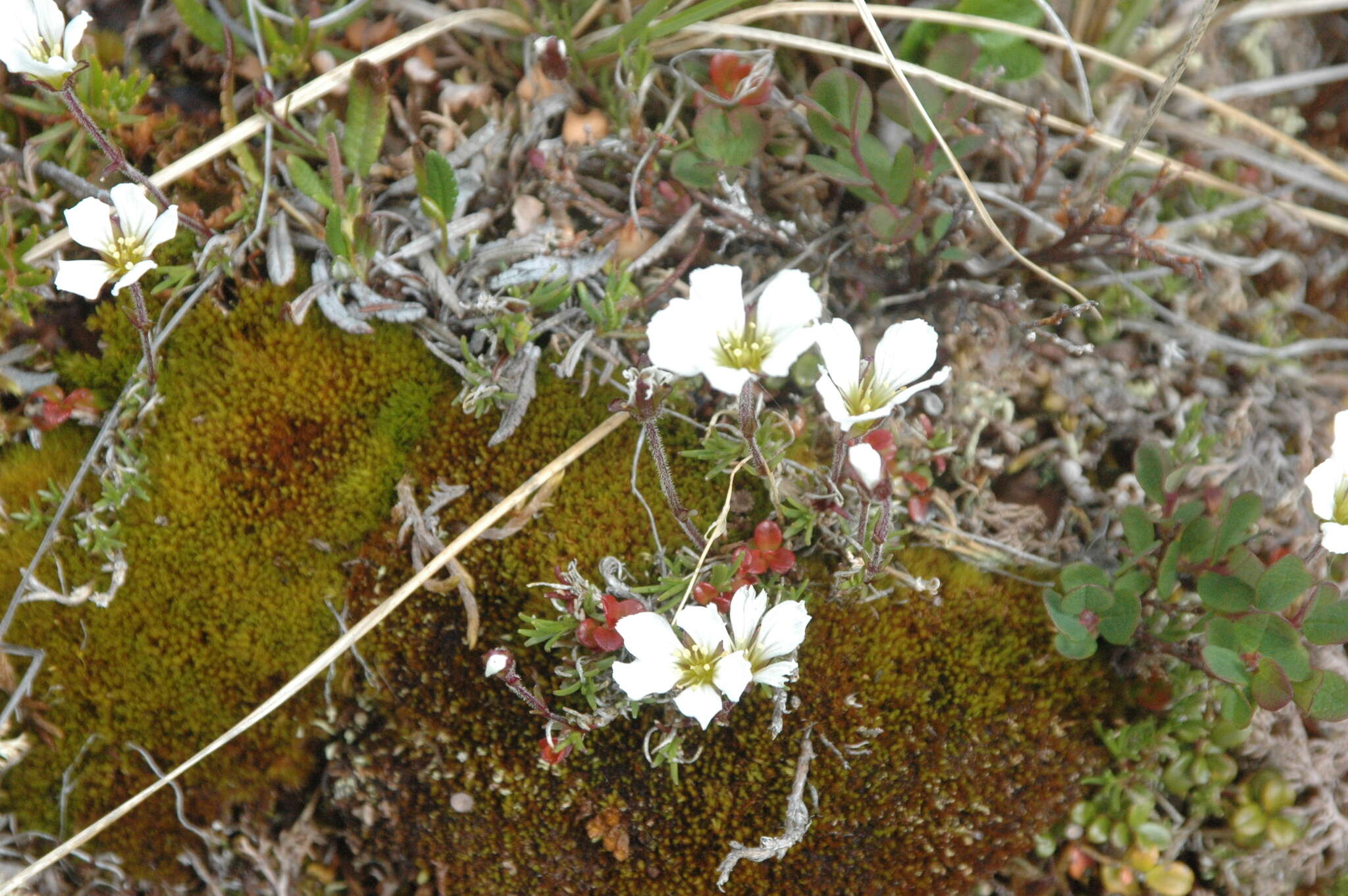 Слика од Cherleria arctica (Steven ex Ser.) A. J. Moore & Dillenb.