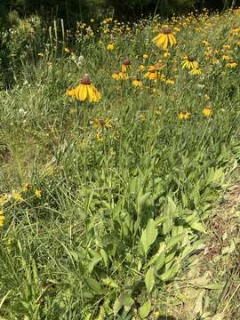 Image of rough coneflower