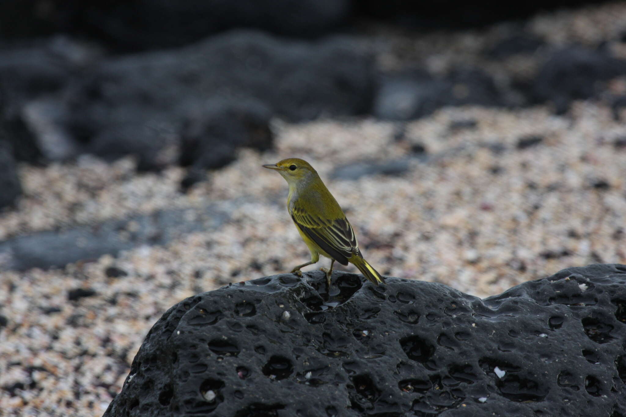 Imagem de Setophaga petechia aureola (Gould 1839)