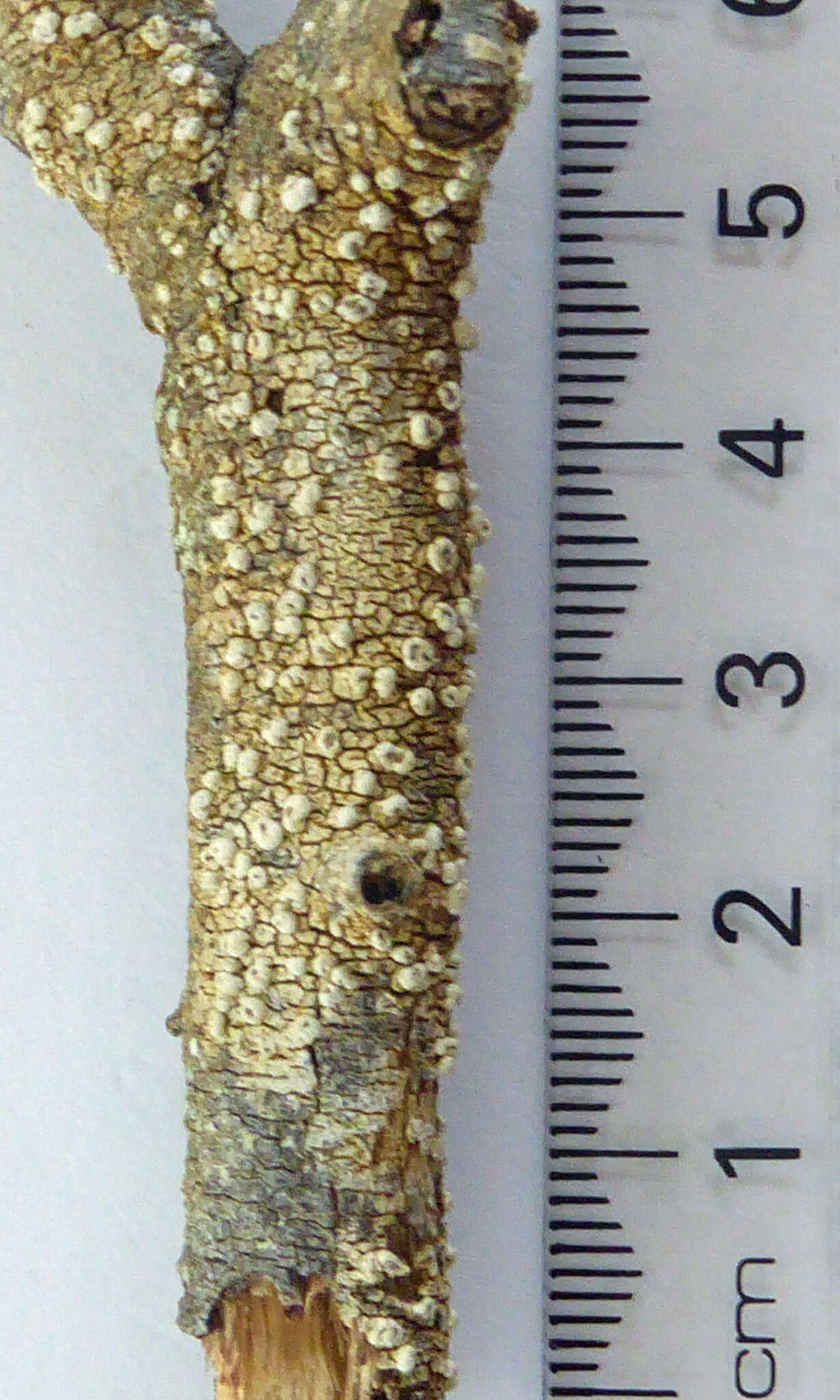 Image of Pertusaria leucoplaca Müll. Arg.