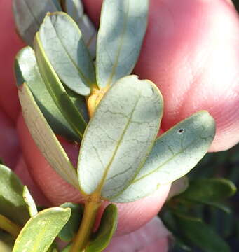 Image de Cyclopia sessiliflora Eckl. & Zeyh.