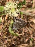 Image of Leptotes callanga (Dyar 1913)