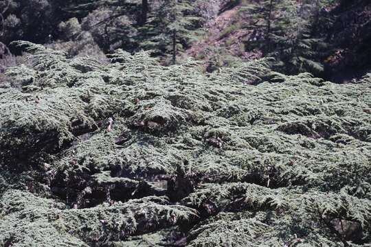 Image of Cyprus Cedar