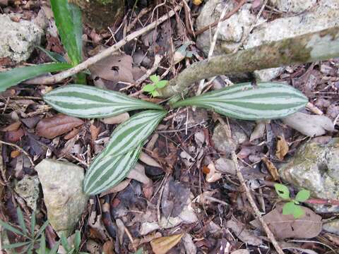 Sarcoglottis sceptrodes (Rchb. fil.) Schltr.的圖片