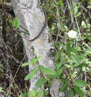 Image of Mangrovevine