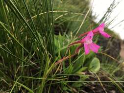 صورة Disa oreophila subsp. erecta H. P. Linder