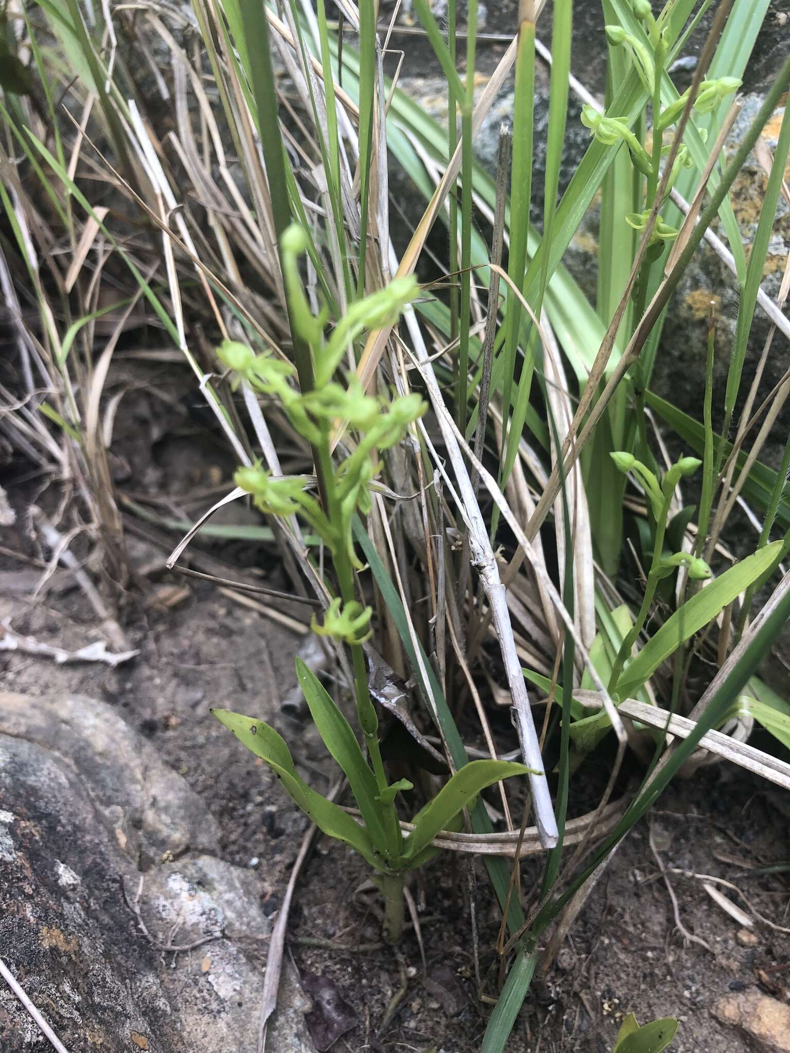 Image of Habenaria tridens Lindl.