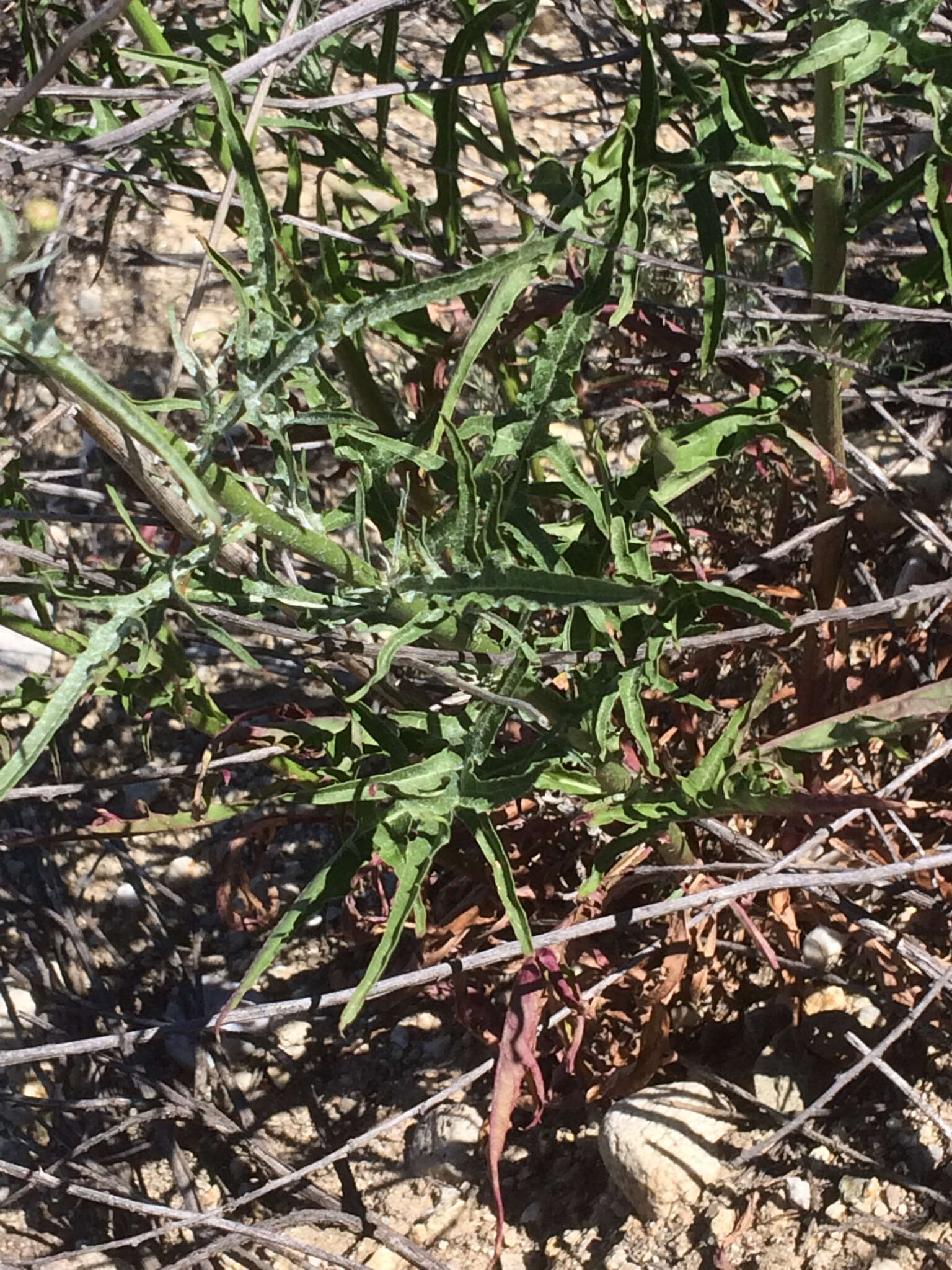 Imagem de Malacothrix saxatilis (Nutt.) Torr. & A. Gray