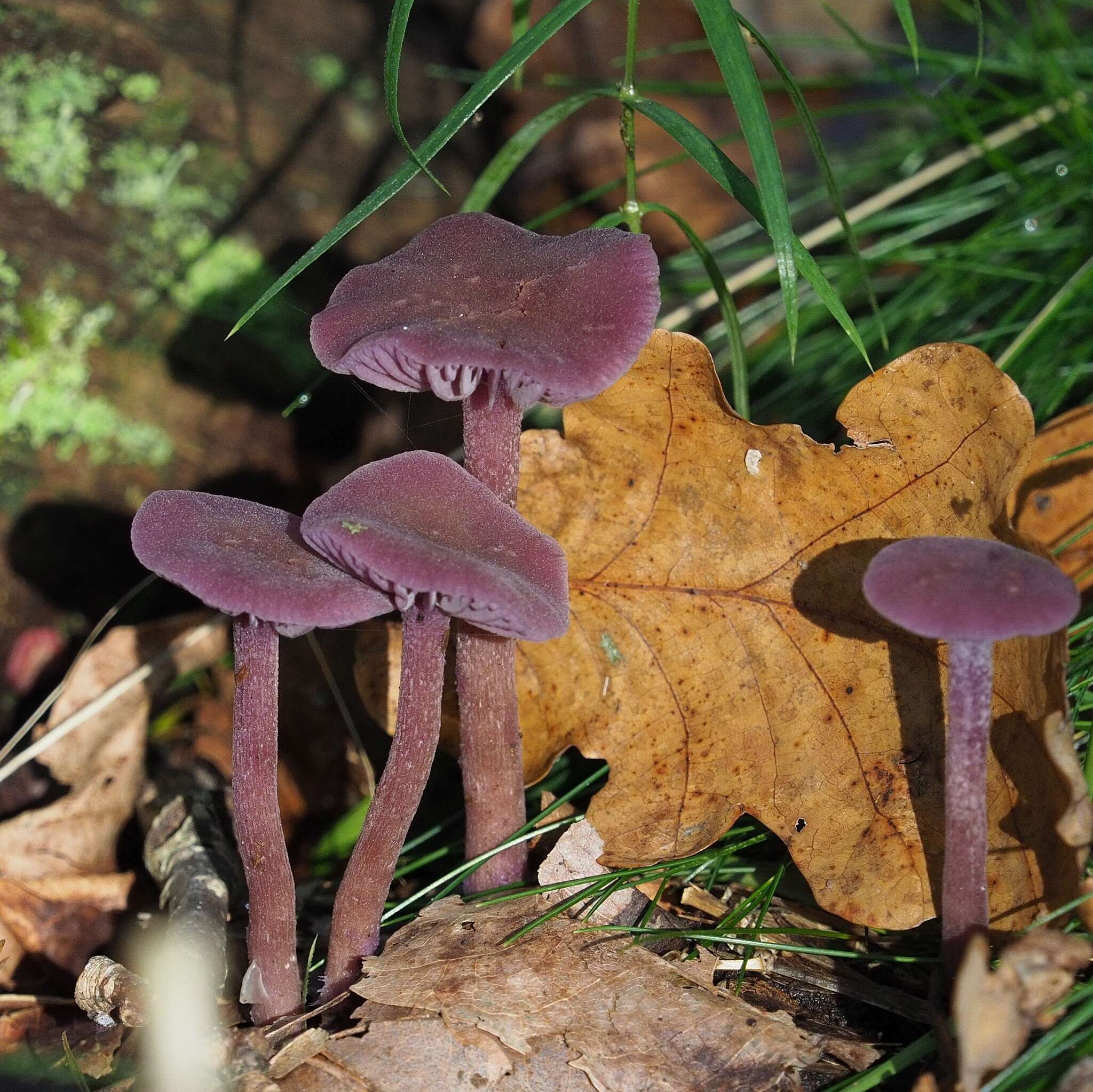 Image of Laccaria amethystina Cooke 1884