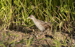 Image of Ash-throated Crake