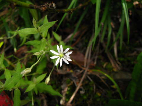 Image of Stellaria vestita Kurz