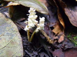 Image of <i>Cordyceps tenuipes</i>