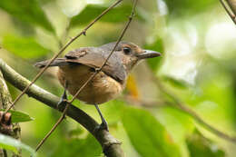 Image of Bower's Shrike-thrush