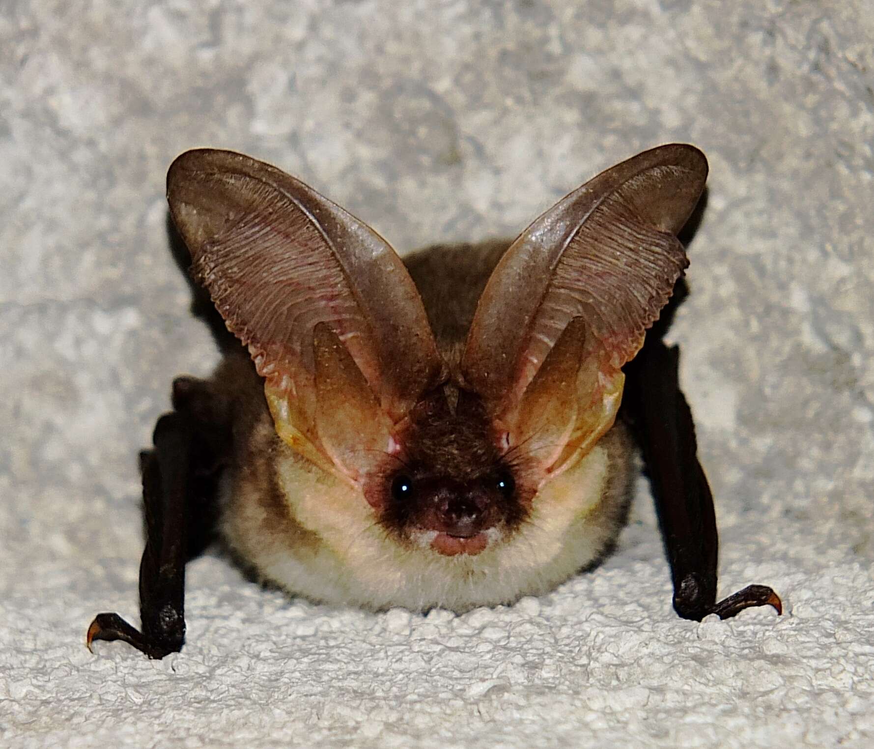 Image of Mountain Long-eared Bat