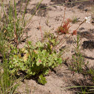 Image of Pelargonium alchemilloides (L.) L'Her. ex Soland.