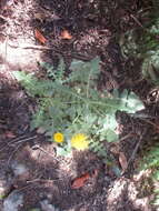 Image of Sonchus radicatus Ait.