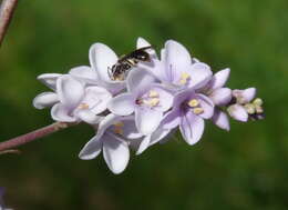 Imagem de Veronica hulkeana subsp. hulkeana