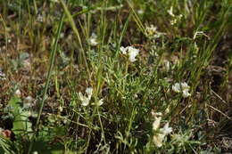 Image of Astragalus tener var. tener