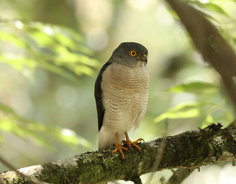 Image of Frances's Goshawk