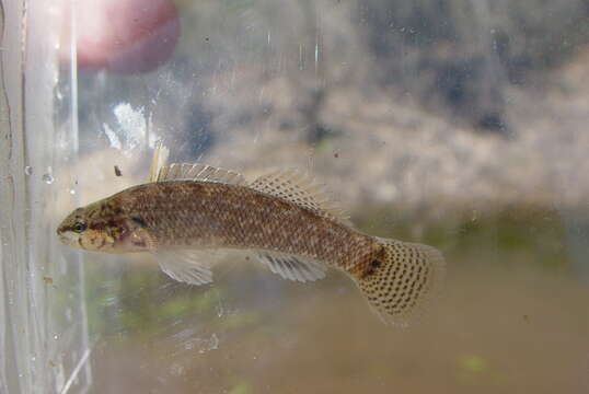 Image de Etheostoma corona Page & Ceas 1992