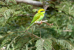 Image of African Green Bee-eater