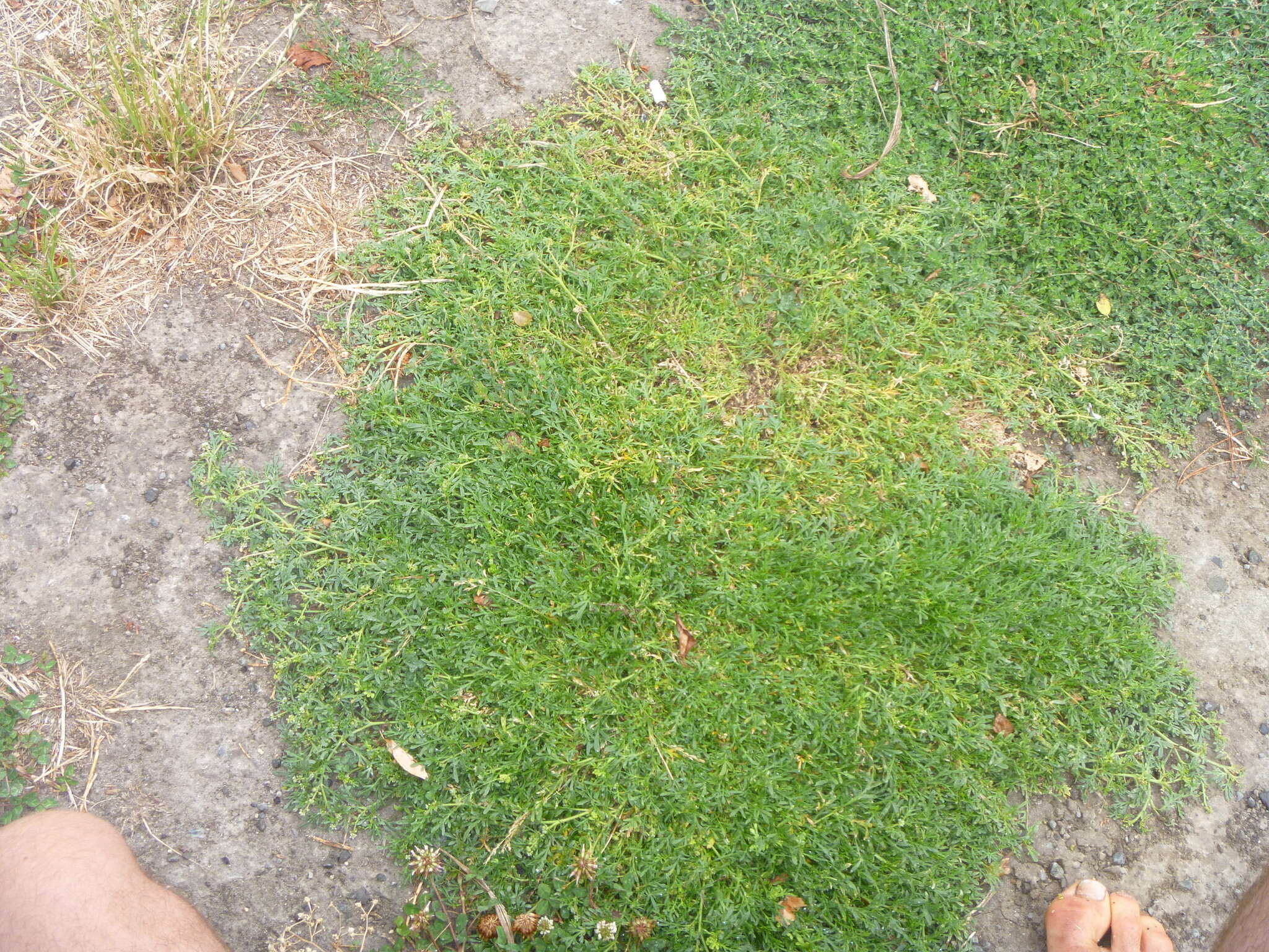 Image of Creeping Watercress