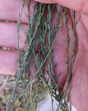 Слика од Thymelaea passerina (L.) Coss. & Germ.