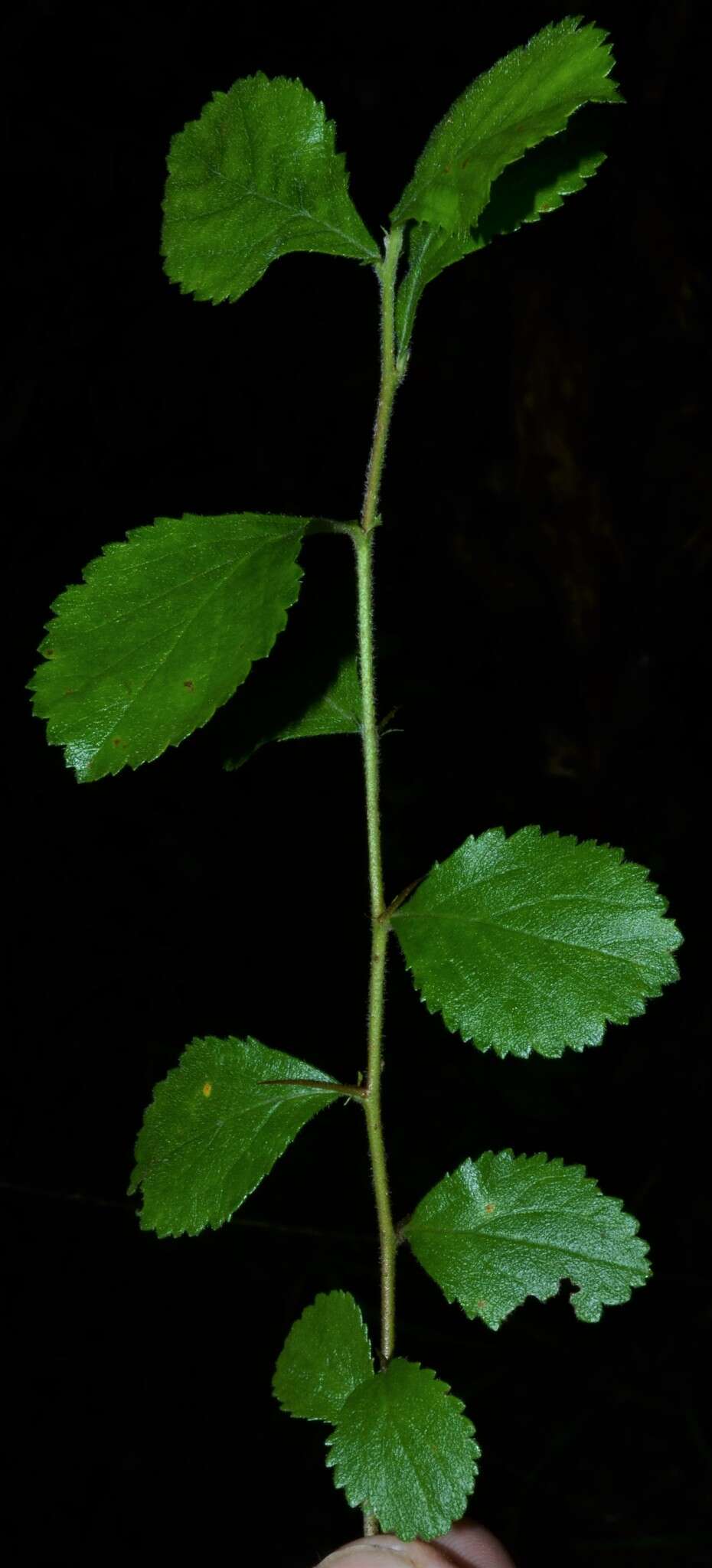 Image of dwarf hawthorn