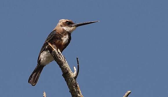 Image of Pale-headed Jacamar