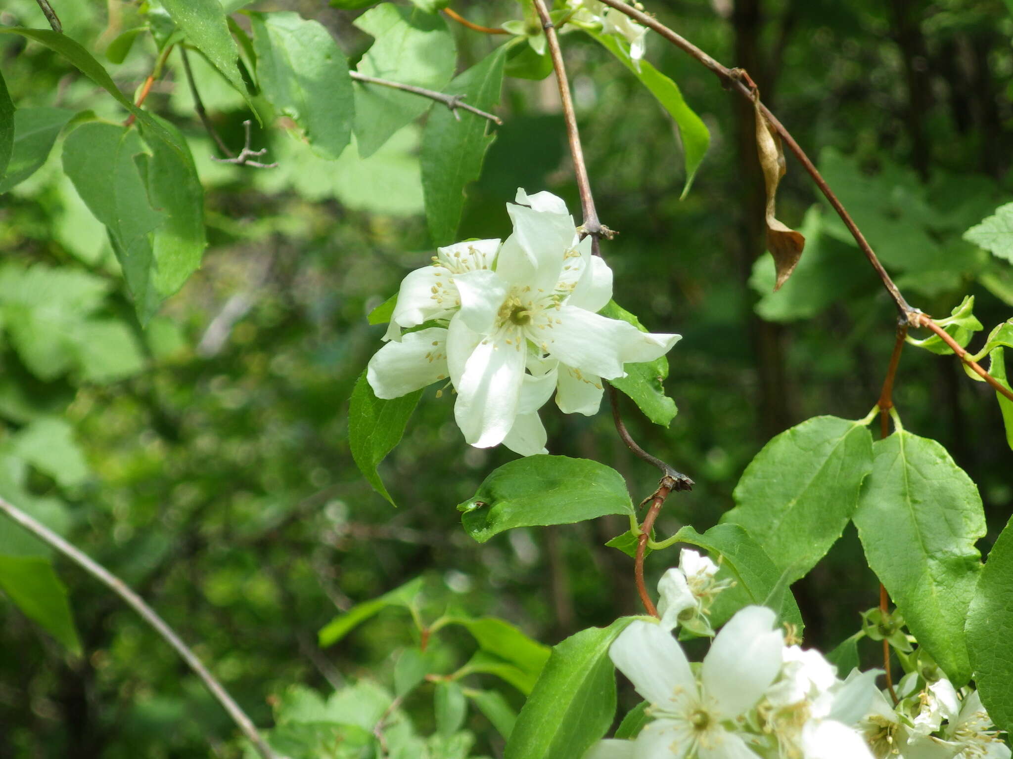 Image of Gordon's Mockorange