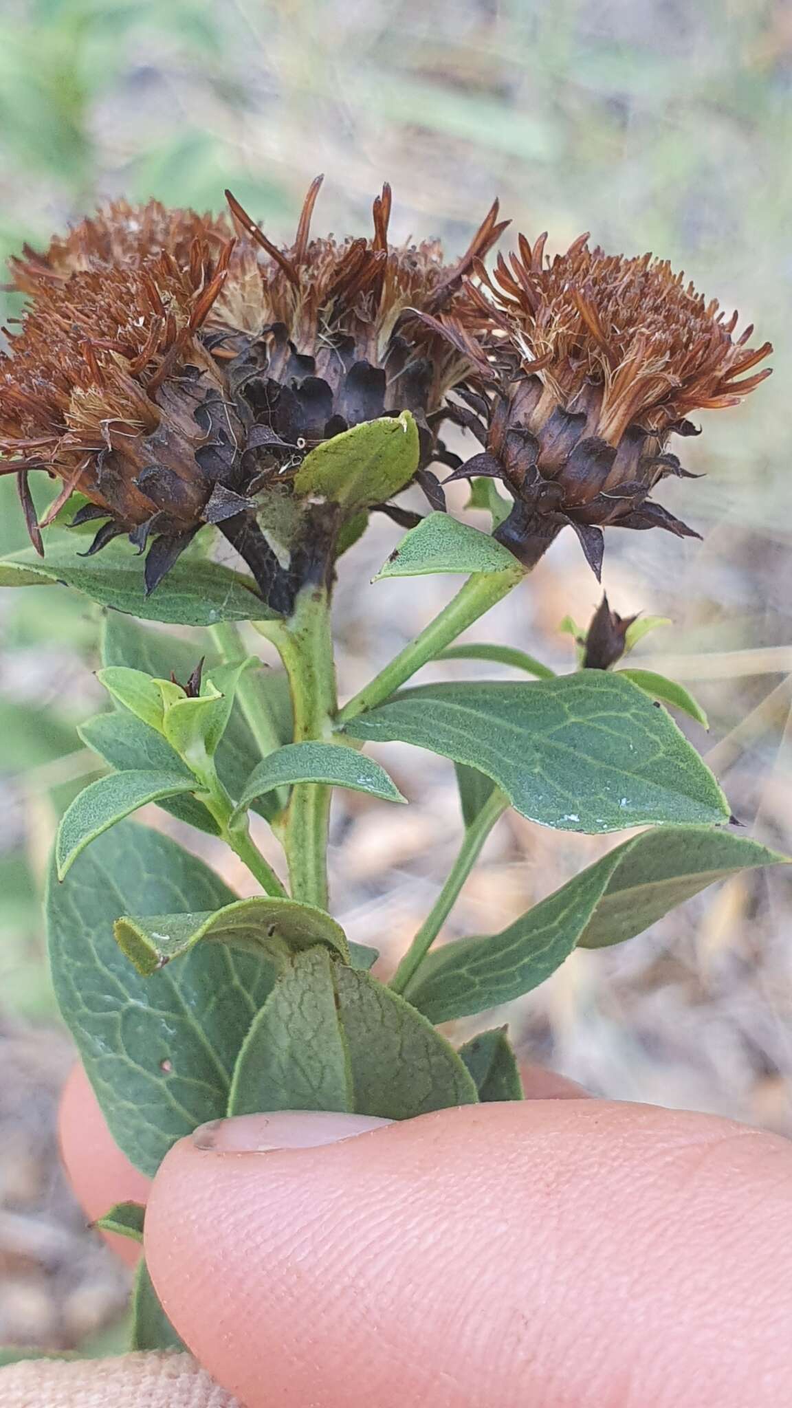 Imagem de Pentanema spiraeifolium (L.) D. Gut. Larr., Santos-Vicente, Anderb., E. Rico & M. M. Mart. Ort.