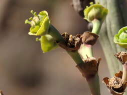 Image of Euphorbia dregeana E. Mey. ex Boiss.