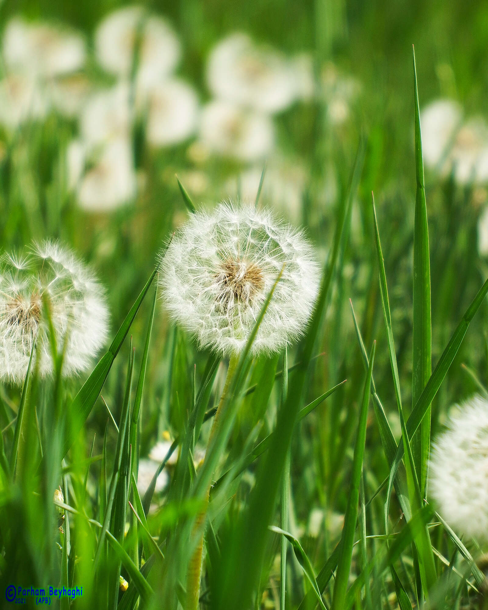 Image of <i>Taraxacum platycarpum</i> var. <i>montanum</i> Nakai ex Koidz. 1919